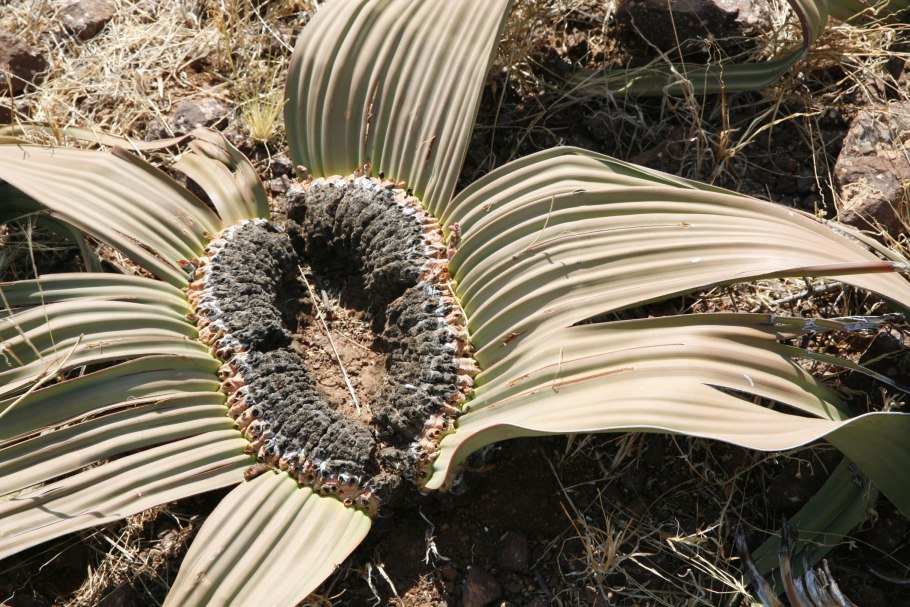 Вельвичия мирабилис