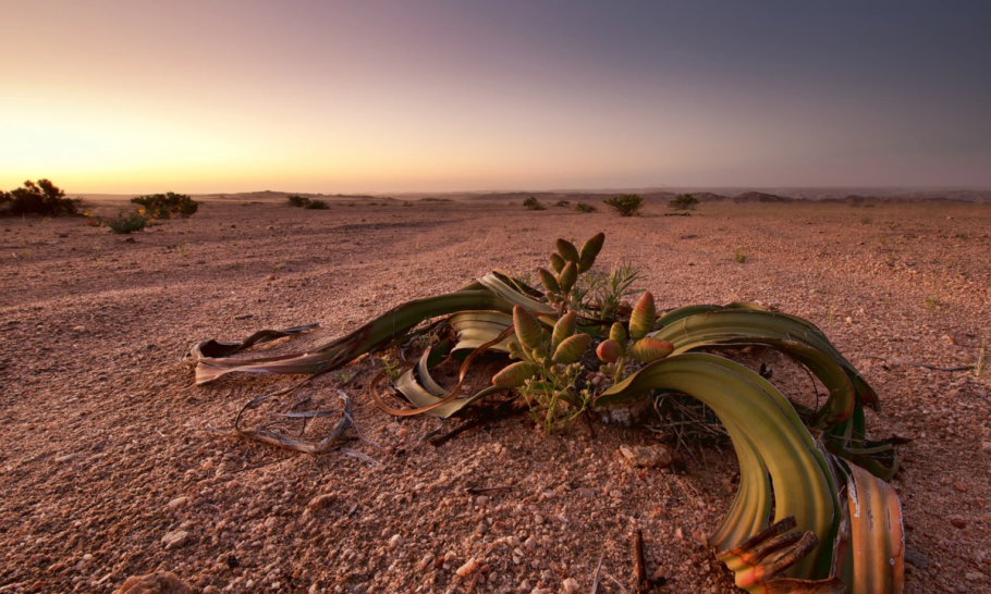 Вельвичия удивительная мирабилис