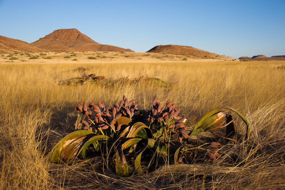Вельвичия удивительная 2000 лет