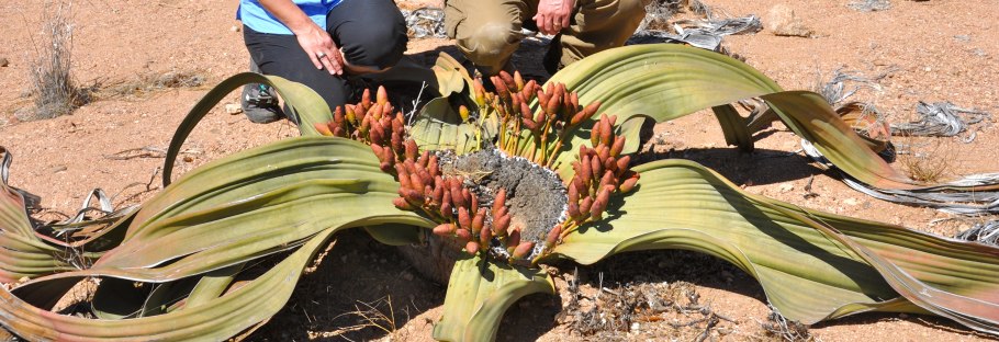 Пустыня Намиб вельвичия