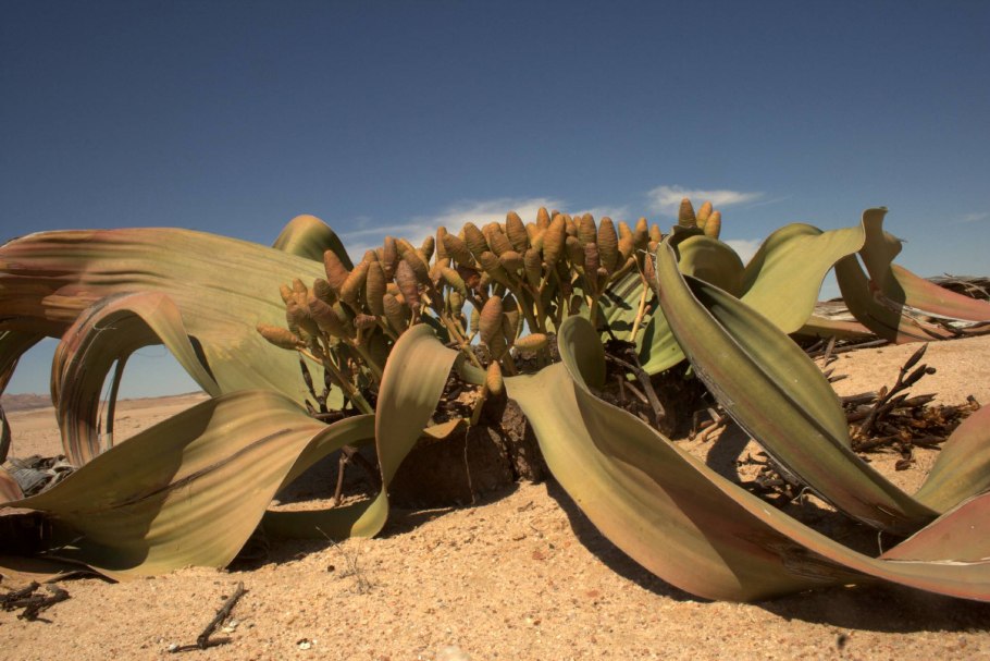 Вельвичия удивительная (Welwitschia Mirabilis)