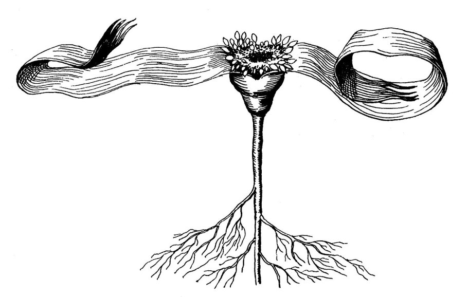 Вельвичия удивительноле