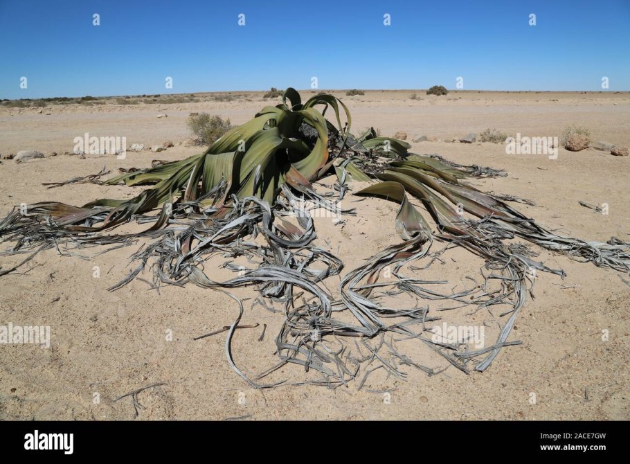 Вельвичия мирабилис , Виктория Регия розы