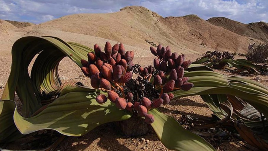 Растение пустыни вельвичия удивительная