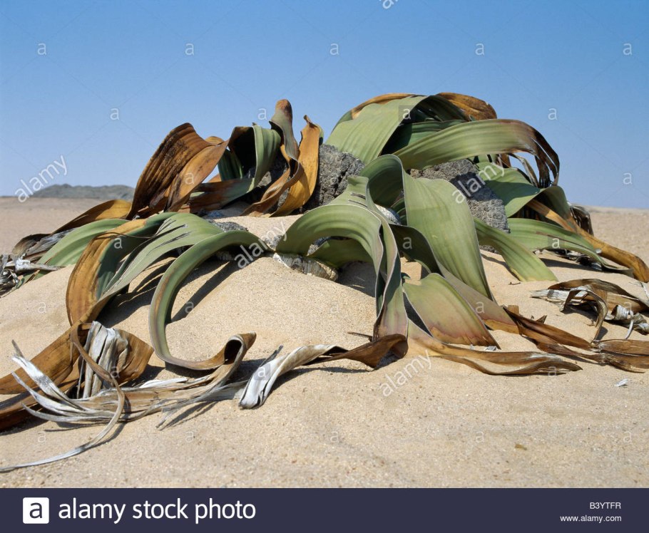 Вельвичия удивительная Гнетовые