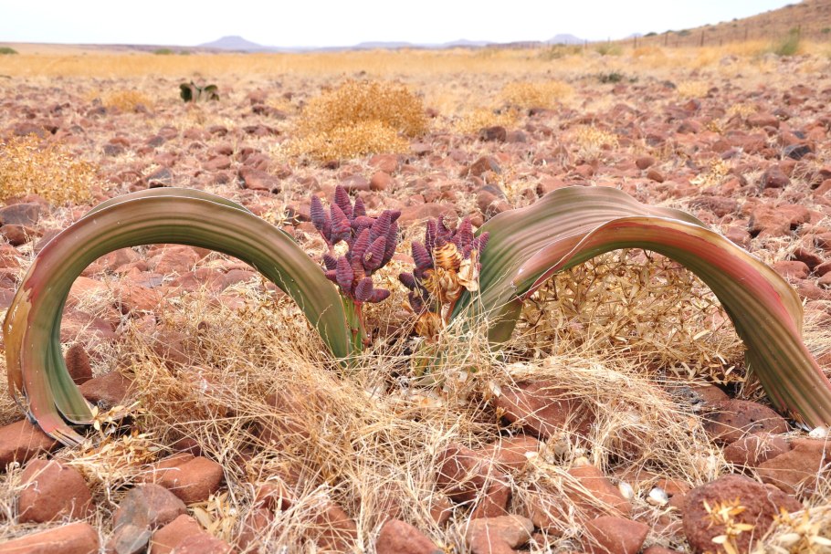 Гнетовые вельвичия