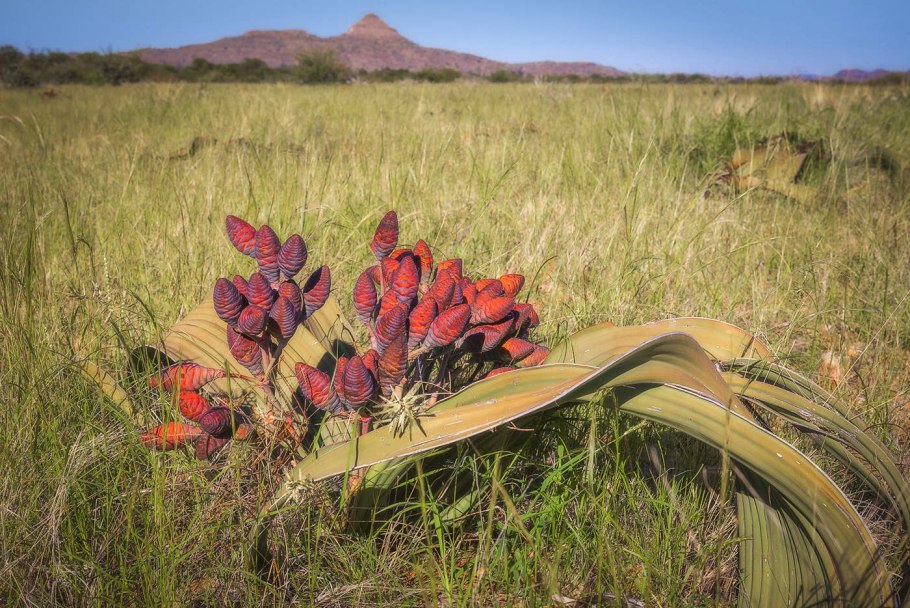 Вельвичия мирабилис