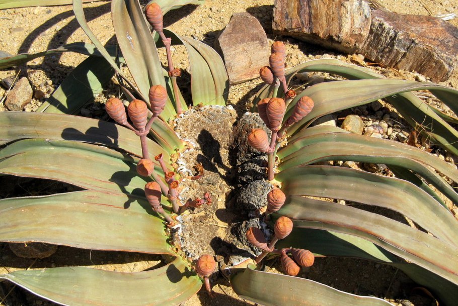 Голосеменные вельвичия