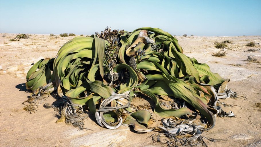 Вельвичия вечнозелёная