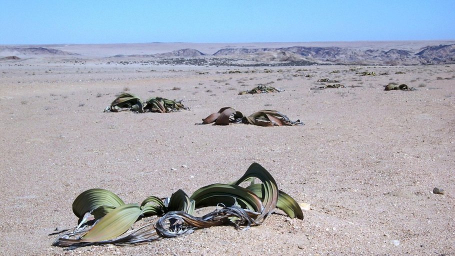 Гнетовые Голосеменные