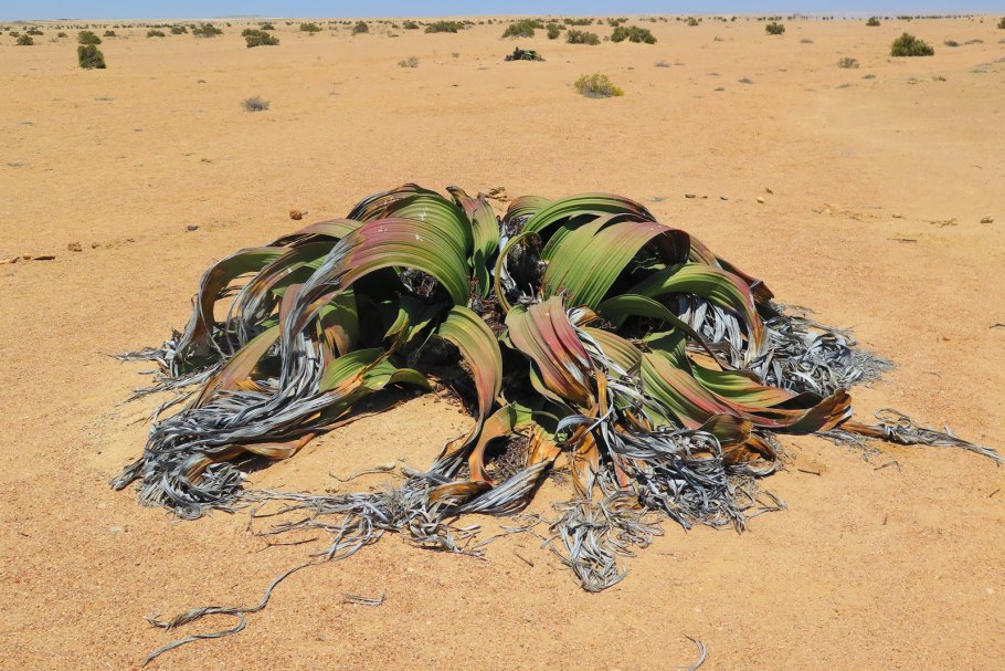 Африканский аскет вельвичия