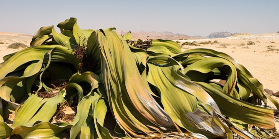 Голосеменные вельвичия