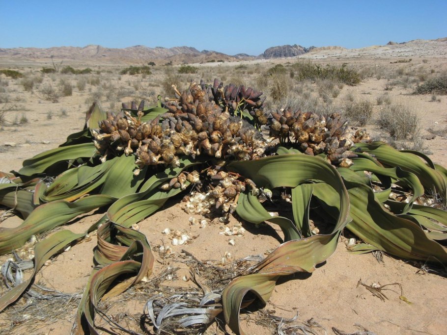 Вельвичия мирабилис Welwitschia Mirabilis