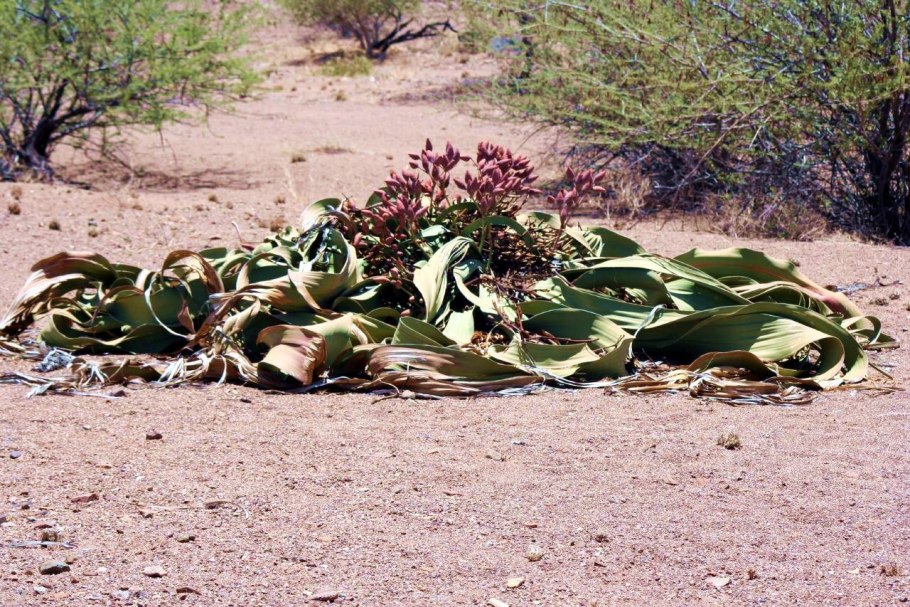 Африканская вельвичия