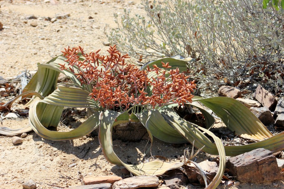 Вельвичия удивительная строение