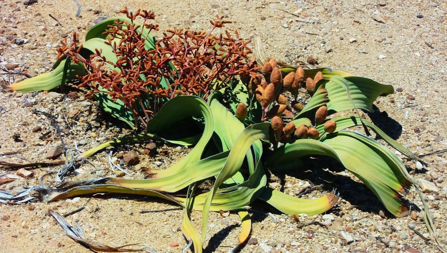 Вельвичия красивая