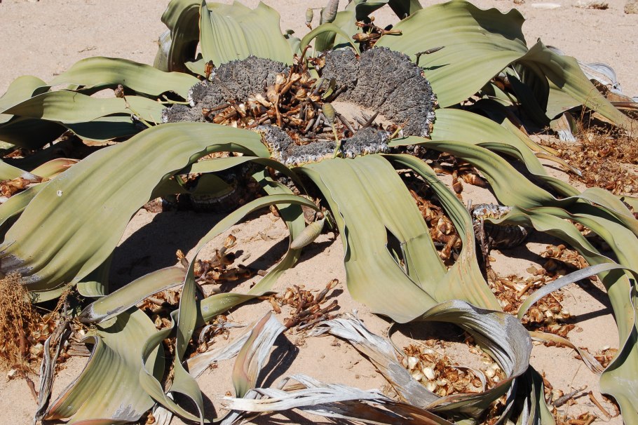 Вельвичия мирабилис роза пустыни