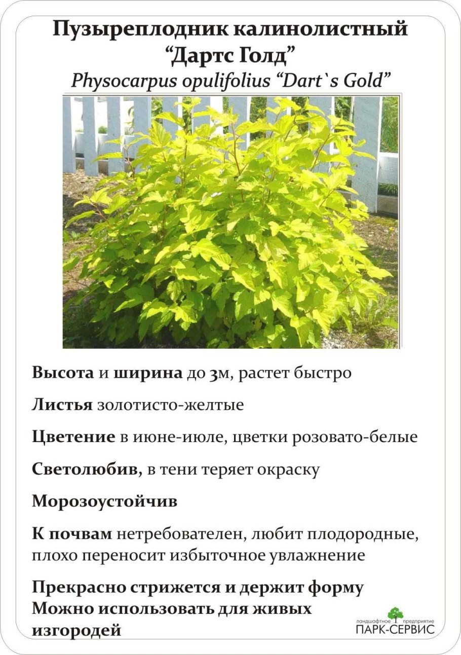 Пузыреплодник олл Блэк