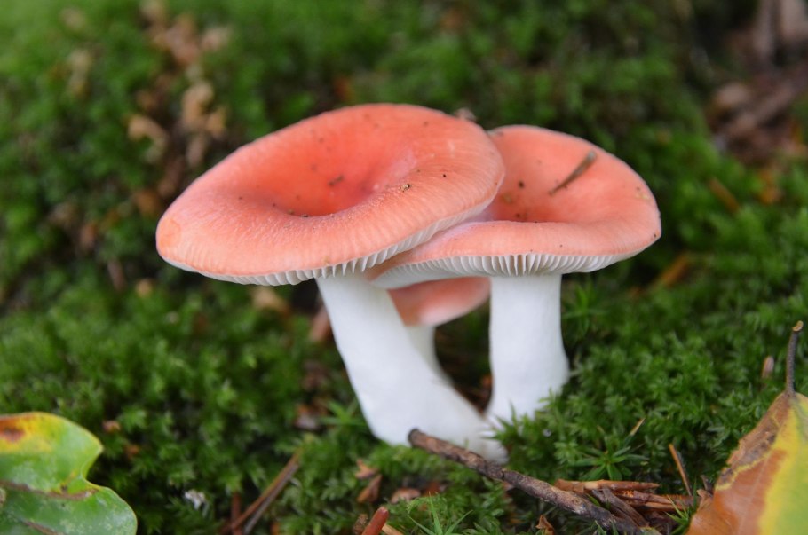 Сыроежка (Russula)