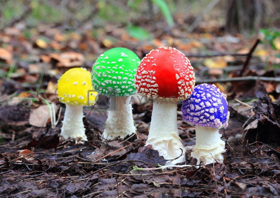 Разноцветные мухоморы