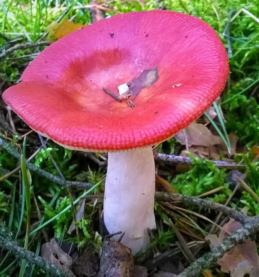 Сыроежка жгучеедкая (Russula emetica)