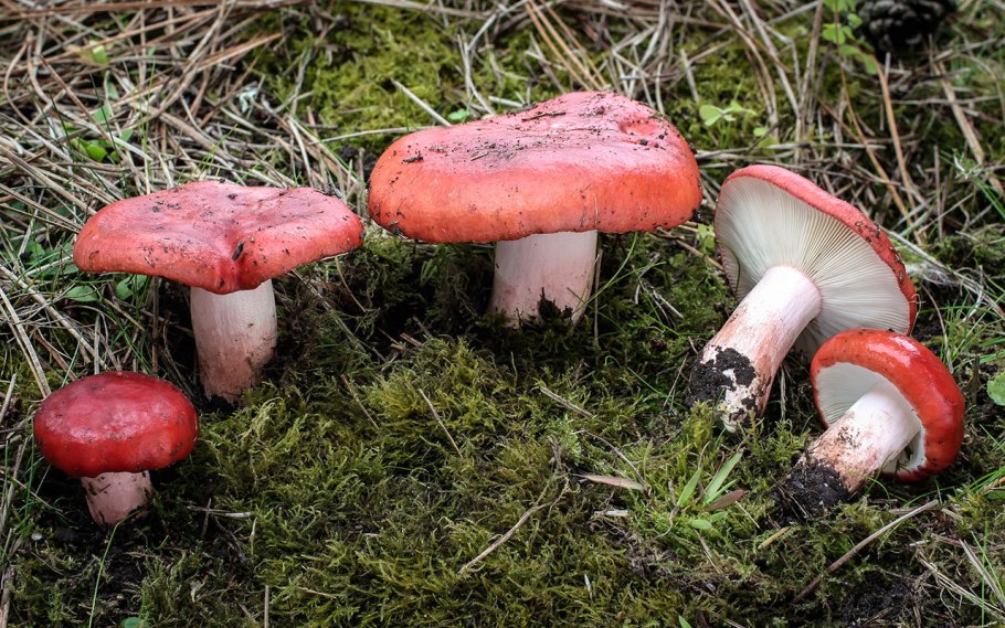 Сыроежка кроваво-красная (Russula sanguinea)