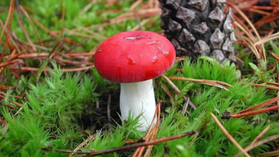 Сыроежка жгучеедкая