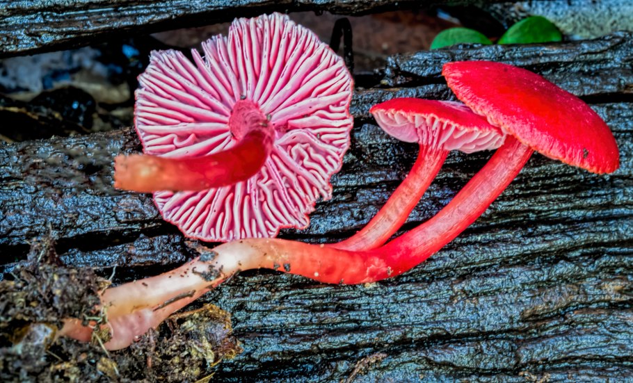 Грибы с разноцветными шляпками съедобные