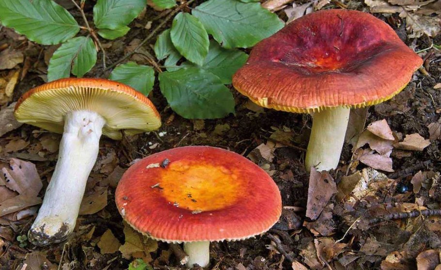 Сыроежка золотистая (Russula Aurea)