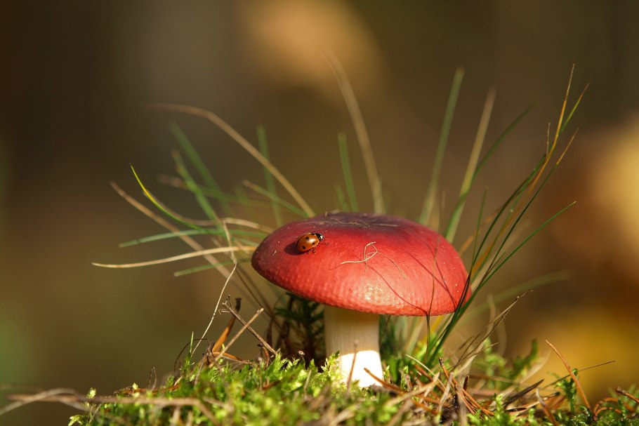 Грибы красного цвета