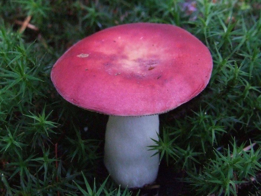 Russula emetica гриб