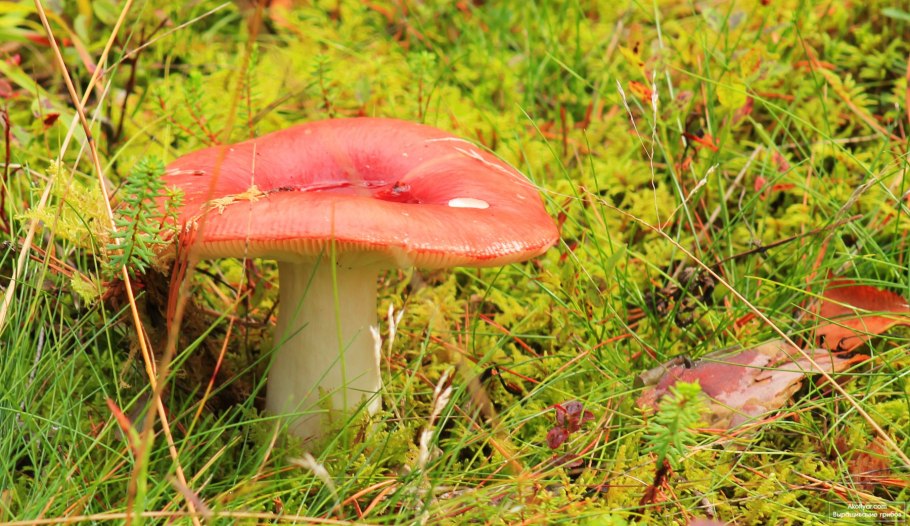 Сыроежка красная