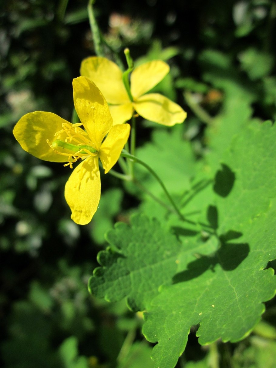 Чистотел Chelidonium majus
