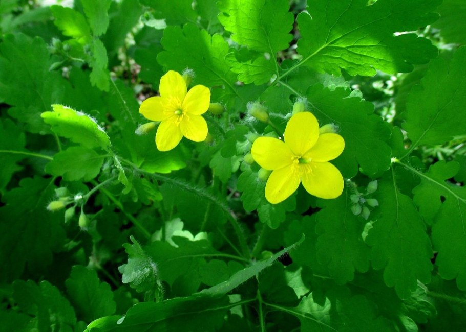 Чистотел большой Chelidonium majus