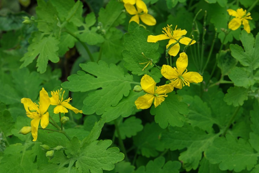 Чистотел Chelidonium majus