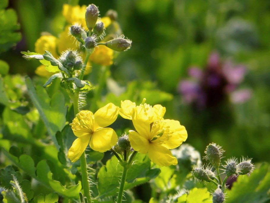 Chelidonium majus