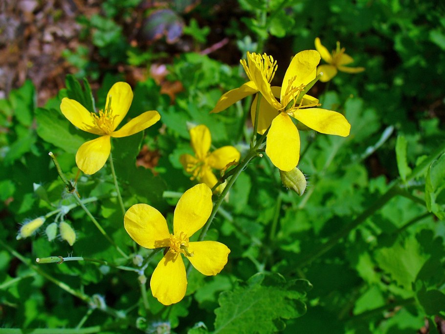 Chelidonium majus