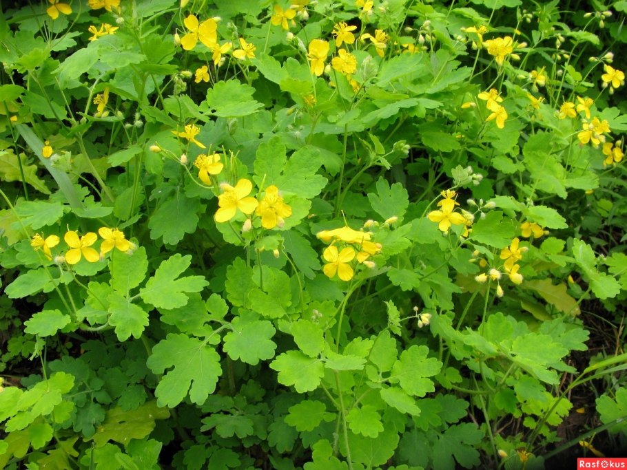 Chelidonium. Хелидониум (чистотел).
