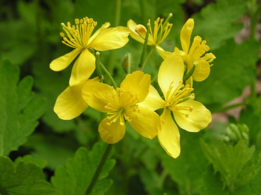 Чистотел большой (Chelidonium majus l.)