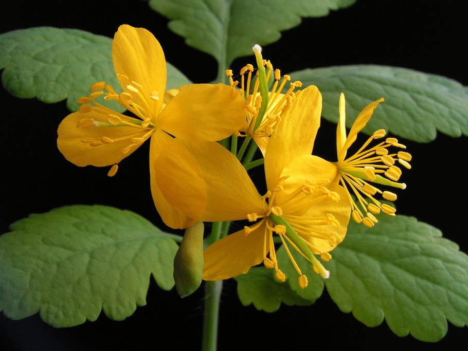 Chelidonium majus