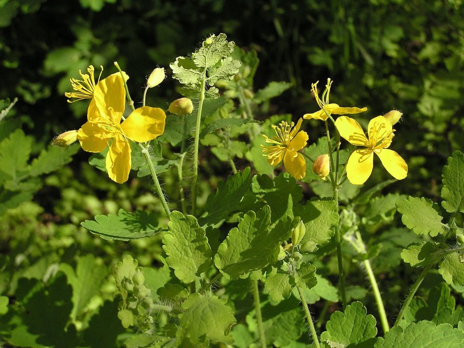 Чистотел Chelidonium majus