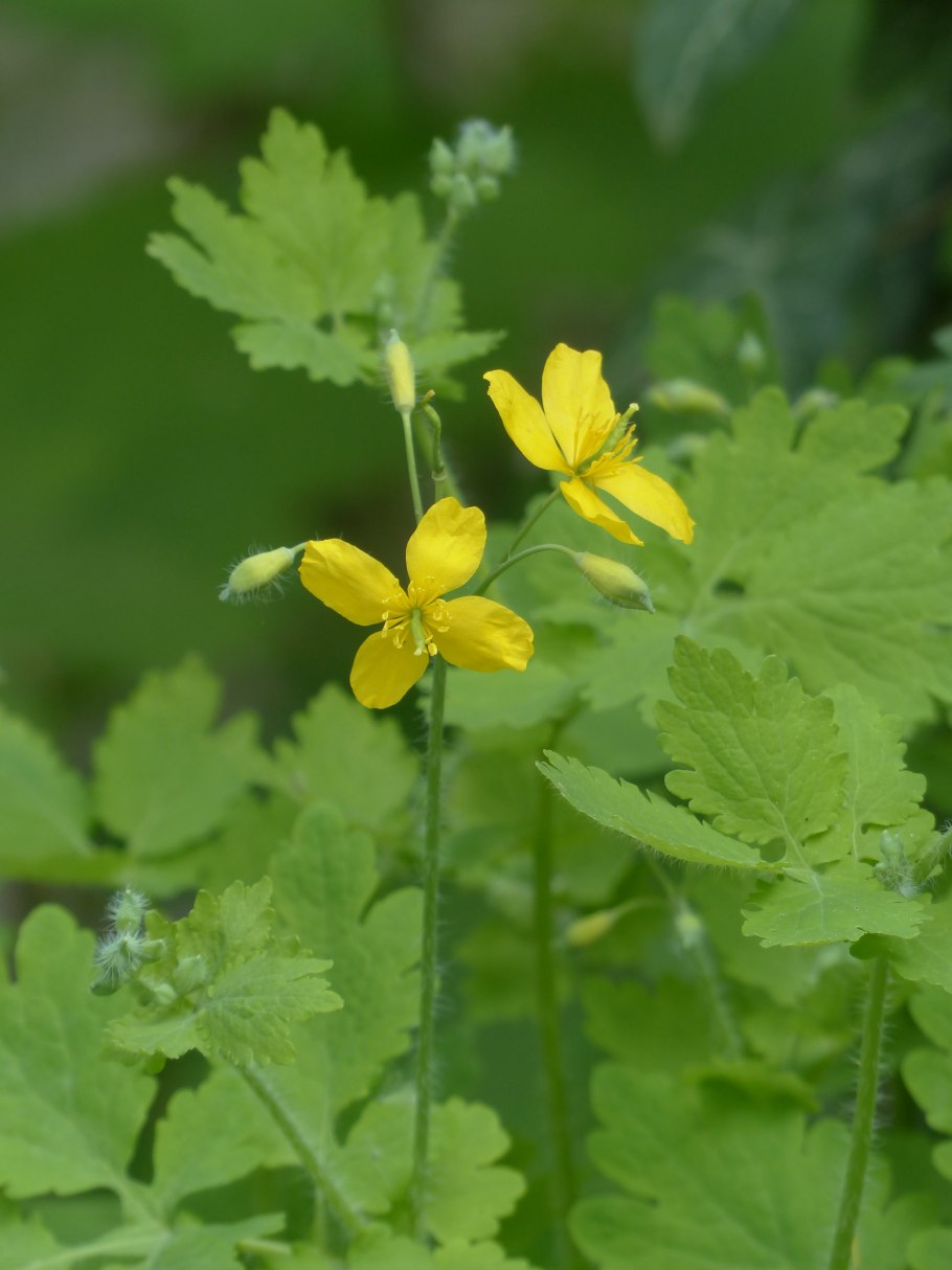 Чистотел большой Chelidonium majus