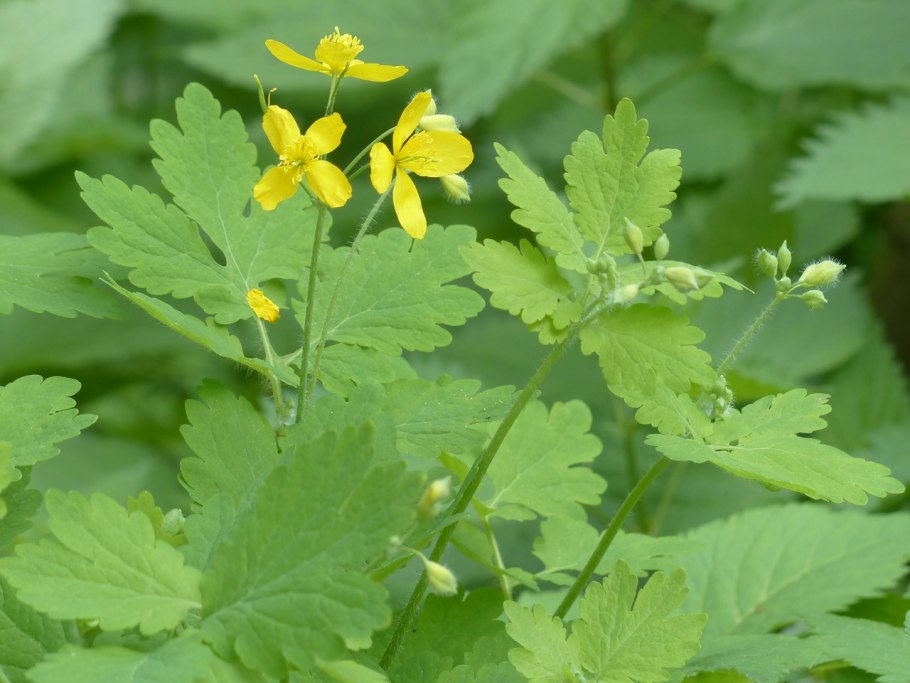 Chelidonium majus