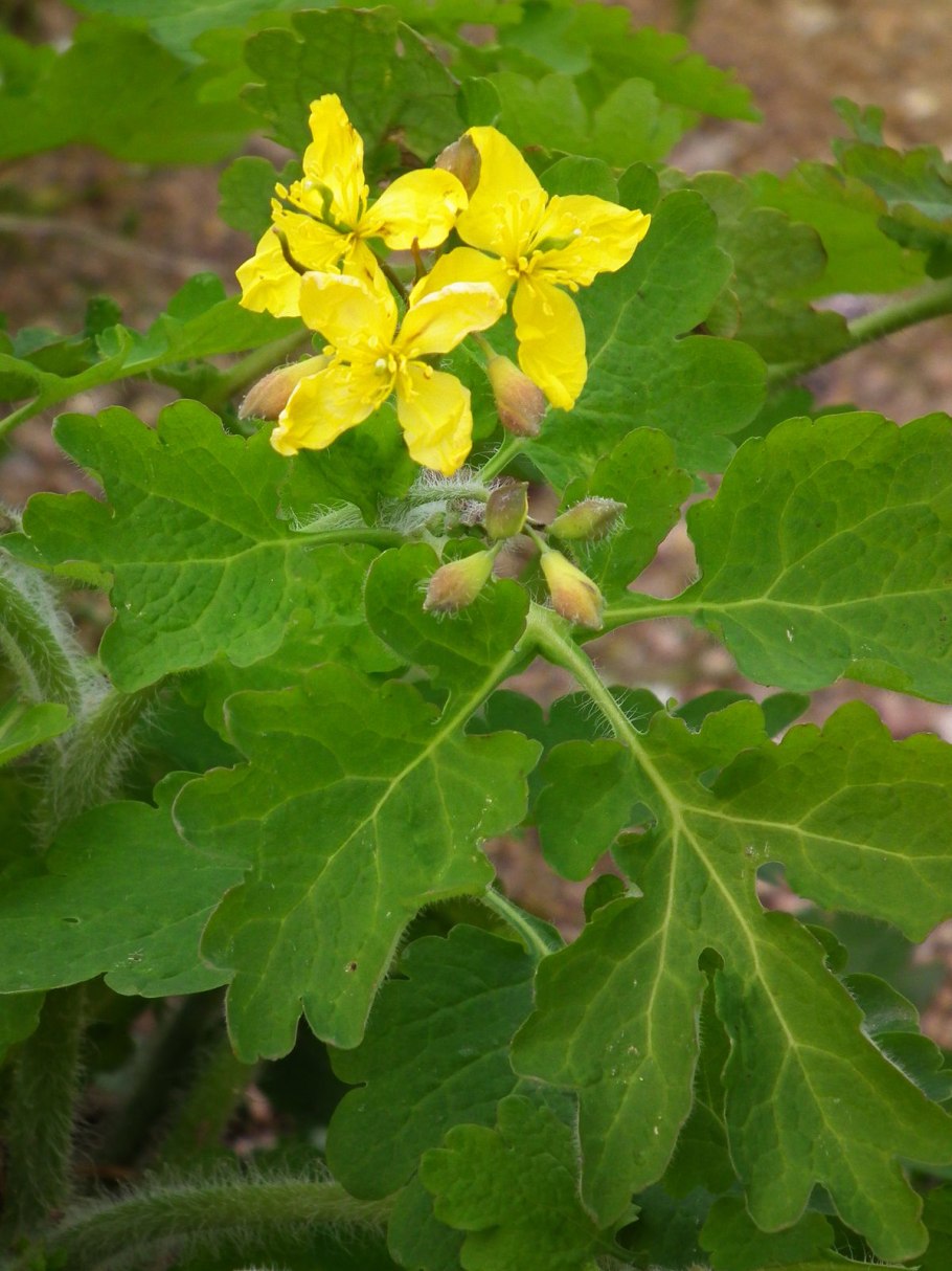 Чистотел Chelidonium majus