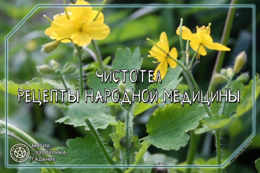 Чистотел большой Chelidonium majus