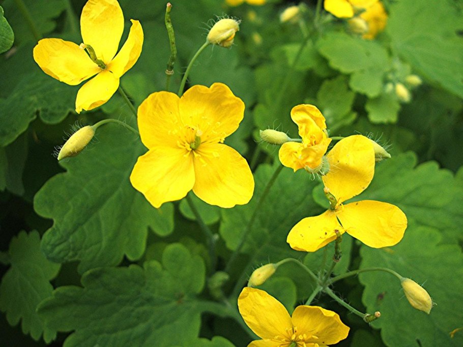 Chelidonium majus