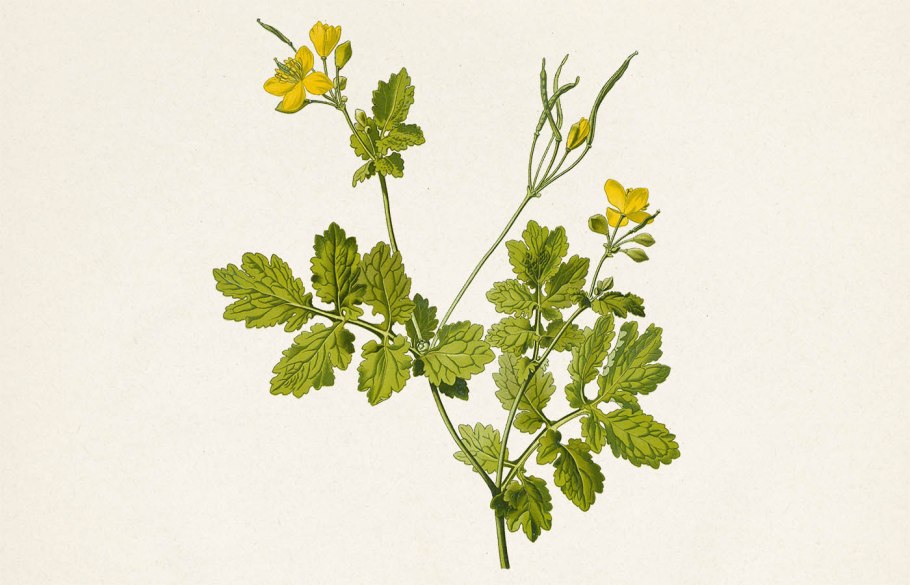 Chelidonium majus l. Ботаническая иллюстрация