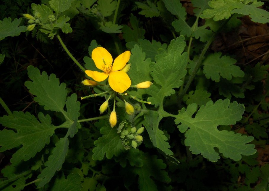 Chelidonium majus