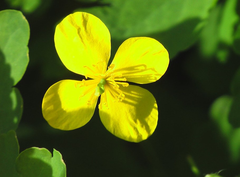Chelidonium majus листья