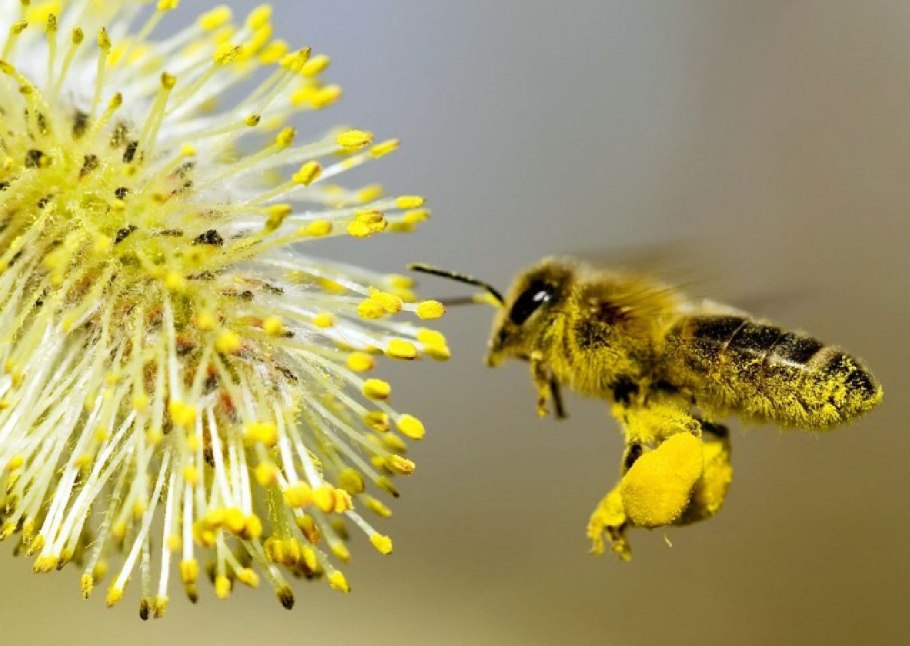 Пчелиная пыльца (Bee pollen)